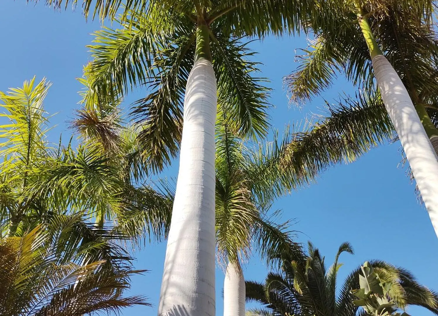 Lägenhet Adeje Paradise Playa Paraiso